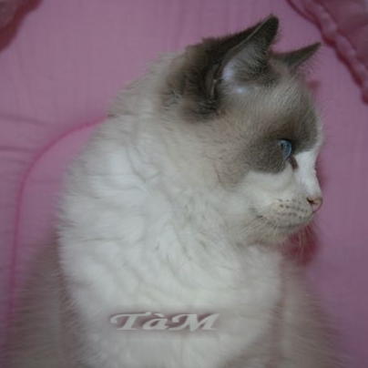 Ragdoll à Malice